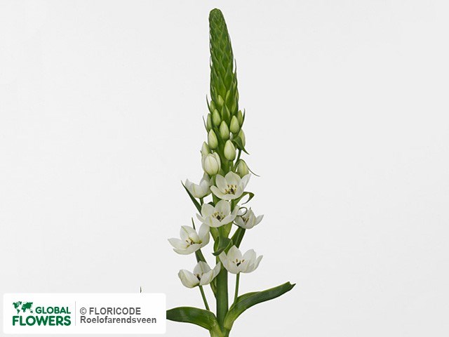 Орнитогалум-Ornithogalum-Thy White Star-60cm 7ed3998b-f99b-11ed-0a80-14030000ddd1