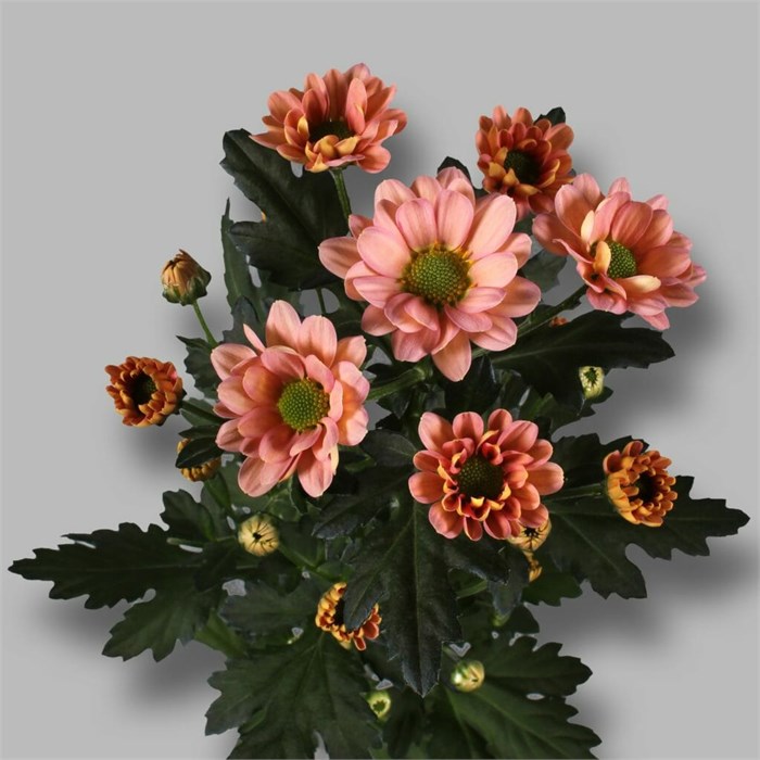 Хризантема сант-Chrysant sant-Babette-50cm-100gr 0d451227-4c92-11ee-0a80-1087000731a4