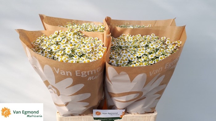 Матрикария-Tanacetum-Pa Cameron-58cm-675gr 7ee6e399-8c81-11ee-0a80-14300049b325