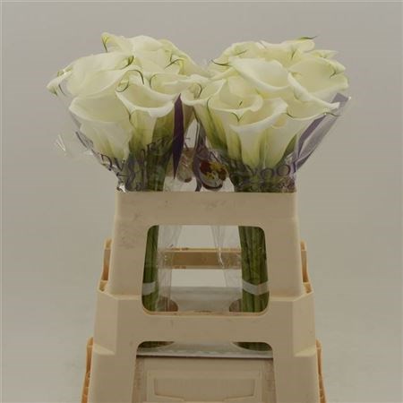 Калла-Zantedechia-White Art-55cm 7f0ccb1f-f99b-11ed-0a80-14030000dddd