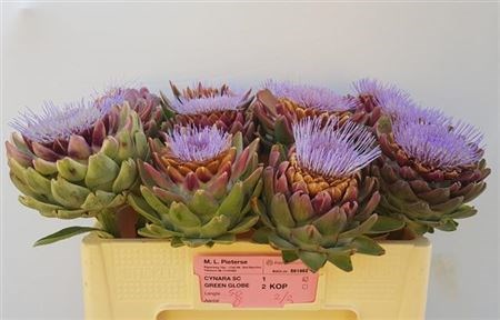 Цинара-Cynara- Sc Green Glob-50cm 7f15609d-e0d4-11ec-0a80-0b25000efd01