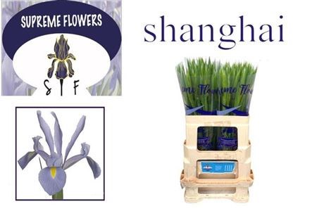 Ирис-Iris-Shanghai-64cm-32gr 7f374623-f99b-11ed-0a80-14030000dde6