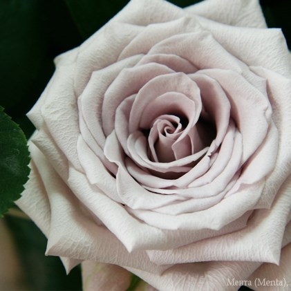 Роза-Rosa-Menta-60cm-PE 7f3bda80-bfa9-11ec-0a80-0b4c000bddcb