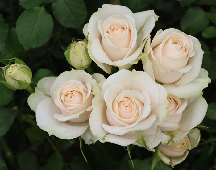 Роза куст-Rosa sp-Super Bubbles--60cm--IS 7f3e56d7-6652-11ed-0a80-023a00090123