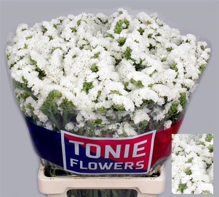 Лимониум-Limonium-S Wh Starl Wings-80cm-80gr 7f4627b4-f99b-11ed-0a80-14030000dde9