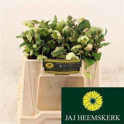 Хеллеборус-Helleborus-Magnific Bells 30-30cm 0d476656-7850-11ed-0a80-073a0025de2c