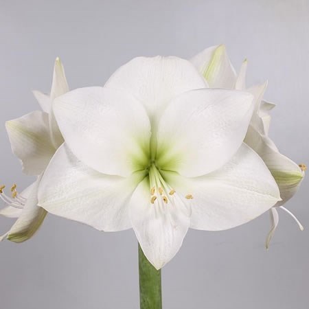 Амариллис St-Hippeastrum St-Ga Casablanca-90cm 7f58eaf2-8c81-11ee-0a80-14300049b331