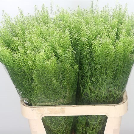 Лепидиум-Lepidium-Ru Green Bell-80cm-30gr 7f62c3e3-8c81-11ee-0a80-14300049b334