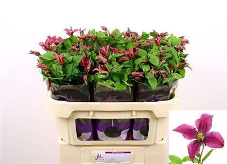 Клематис-Clematis-Amazing Kyiv--70cm 7f7c2d8e-96c4-11ef-0a80-078b00139697