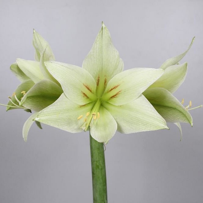 Амариллис St-Hippeastrum St-Di Green Valley-70cm 7f822113-8c81-11ee-0a80-14300049b33a