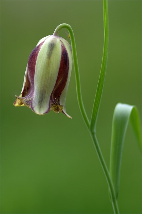 Фритилярия-Fritillaria-Acmopetala-45cm 7f88448a-c482-11ec-0a80-0d220035359e