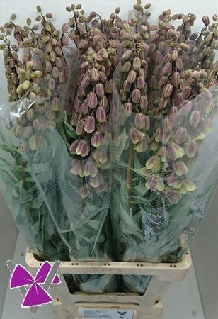 Фритилярия-Fritillaria-Green Dreams-65cm 7f8db2f2-c482-11ec-0a80-0d22003535a1