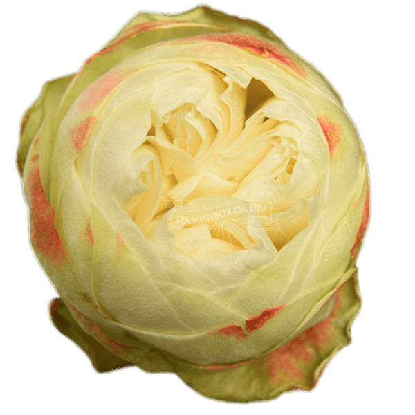 Роза-Rosa-Khela-60cm-PE 7fc95703-bfa9-11ec-0a80-0b4c000bdf01