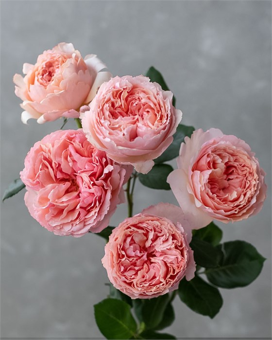 Роза-Rosa-Salmanazar-40cm-CN 803458c5-9719-11ed-0a80-012d007e3c1b