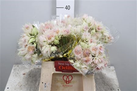 Серрурия-Serruria-Florida--40cm 80daaa23-1c6c-11ed-0a80-012e004ac16b