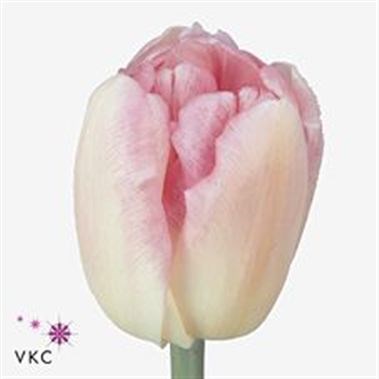 Тюльпан-Tulip-Du Foxtrot-40cm-50gr 80e37baa-c482-11ec-0a80-0d22003535f9