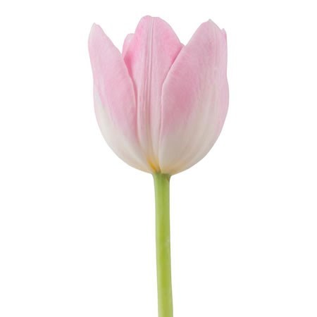 Тюльпан-Tulip-En Dynasty-43cm-48gr 80ea0323-c482-11ec-0a80-0d22003535fc