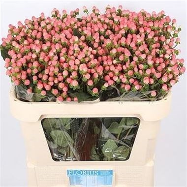 Хиперикум-Hypericum-Coco Casino-/60cm 80fac56d-d65c-11ee-0a80-06c000008190