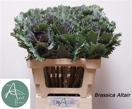 Брассика-Brassica- Altair-70cm 810333ff-7826-11ef-0a80-0d58000a6ac7