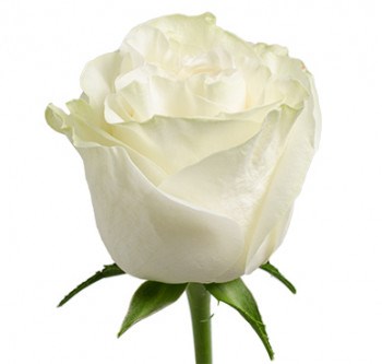 Роза-Rosa-Moonstone-60cm-PE 0d57a428-4778-11ee-0a80-0b6a00178695