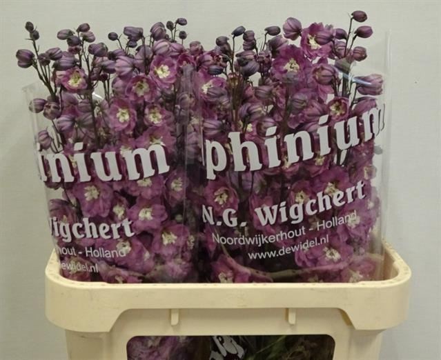 Дельфиниум-Delphinium-Dewi-80cm 810dc716-7826-11ef-0a80-0d58000a6aca