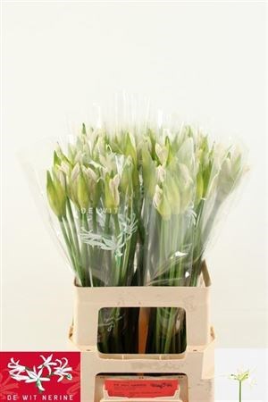 Нерине-Nerine-Bo Biancaneve-60cm 0d5b1f5d-7850-11ed-0a80-073a0025de2f