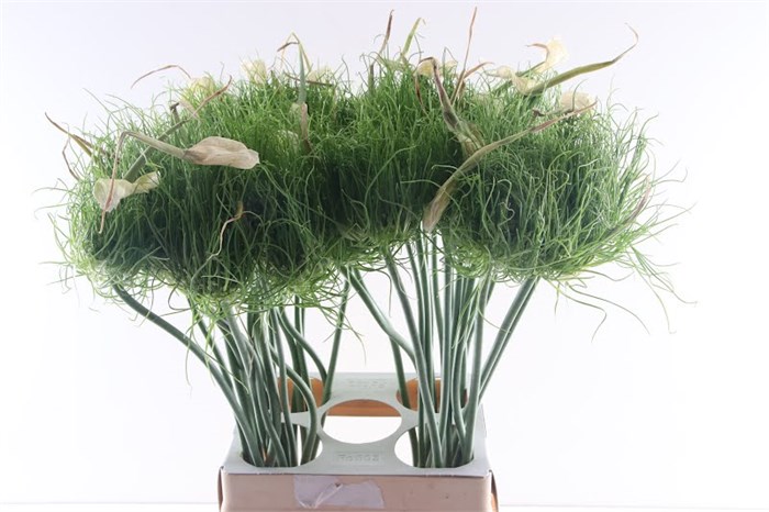 Аллиум-Allium-Catweazle-65cm 815a426a-1c6c-11ed-0a80-012e004ac185