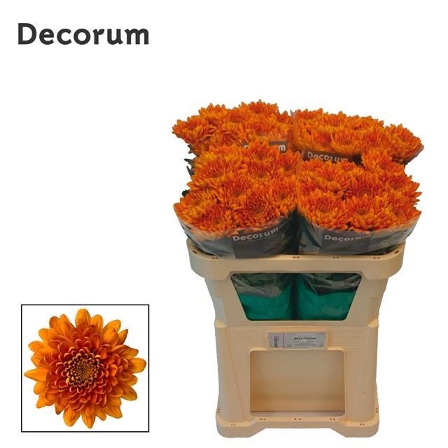 Хризантема одн-Chrysant Gr-Bellavista-75cm 817f42f6-7826-11ef-0a80-0d58000a6b03