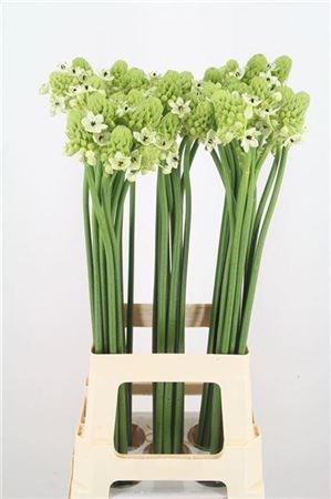 Орнитогалум-Ornitogalum-Saundersiae Dikke-70cm 0d665570-7850-11ed-0a80-073a0025de32