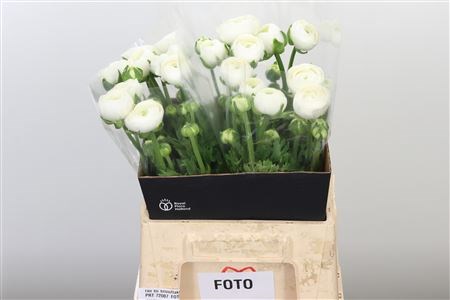 Ранункулус-Ranunculus-Am Snowflake-45cm-30gr 0d670b35-fd72-11ed-0a80-0db50025ee4f
