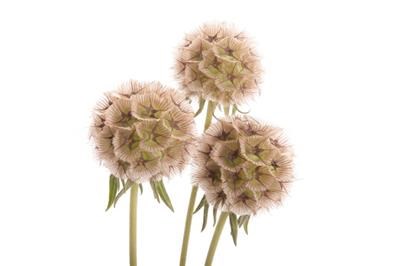 Скабиоза-Scabiosa-Stellata Zd-80cm 81de95d4-bfa5-11ec-0a80-0b4c0007f9ee