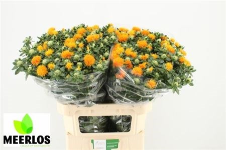 Картамус-Carthamus-T Zanzibar- Oranje Extra-80cm-999gr 0d674fc4-4df8-11ed-0a80-0c530062513a