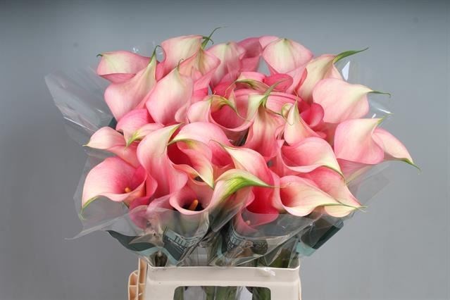 Калла-Zantedechia-Auckland-/65cm 824c82ac-809e-11ef-0a80-03ac000cb62b