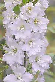 Дельфиниум-Delphinium-Pacific Galahad-80cm-EA 82560ac7-25e2-11f0-0a80-0c98002b6c82