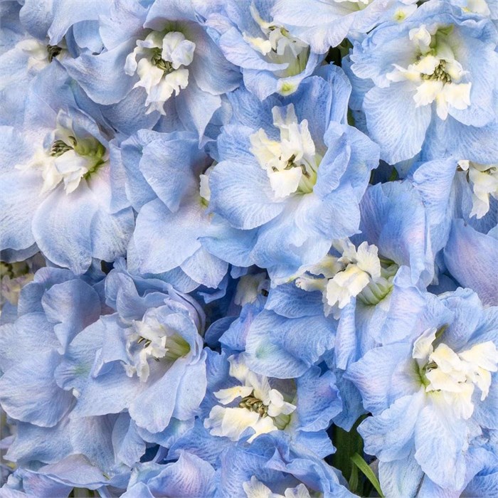 Дельфиниум-Delphinium-Summer Skies-80cm-EA 8259087a-25e2-11f0-0a80-0c98002b6c8a
