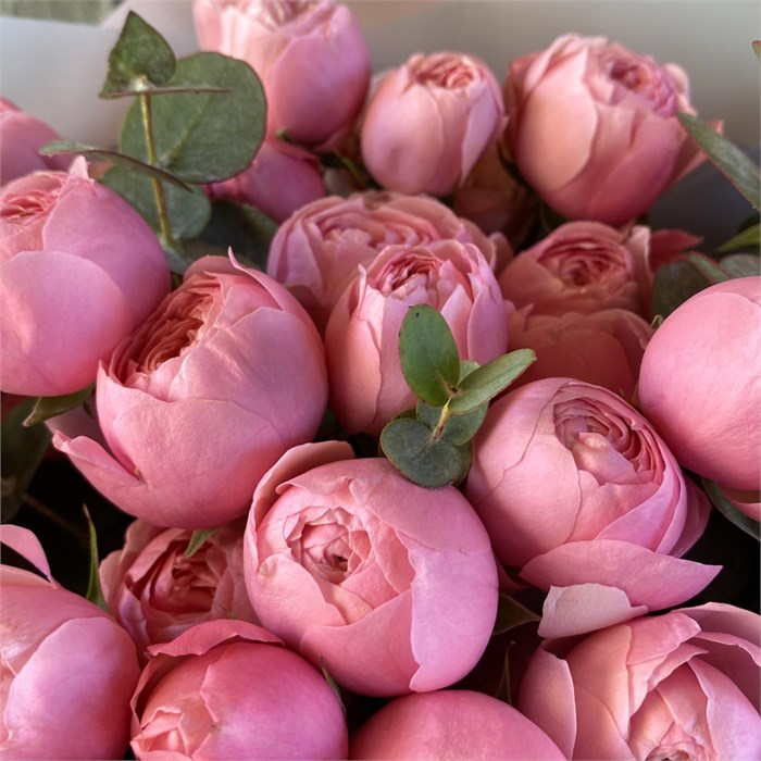 Роза куст-Rosa sp-Silva Pink-60cm-CN 82b8cbdf-75b5-11ef-0a80-10ba002f5333