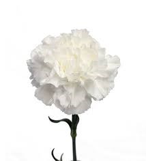 Гвоздика-Carnation-Nives--70cm-Si 00c69a92-8d3c-11ef-0a80-06ed000dafdf