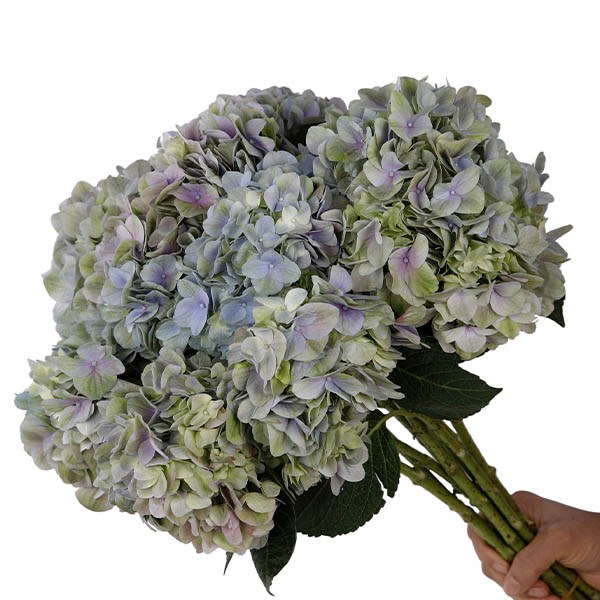 Гортензия-Hydrangea-Magical Tender Love Purple-60cm-Ft 83011a53-bfa6-11ec-0a80-0b4c0008d941