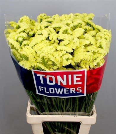 Лимониум-Limonium-Yello Sun Bird-80cm-55gr 830f6116-d5c1-11ec-0a80-0dfb0007edac