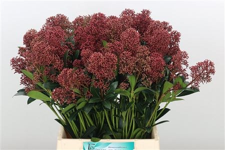 Скиммия-Skimmia-J Rubella Bs--40cm 83262251-bfa5-11ec-0a80-0b4c0007fb0f