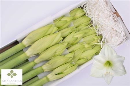 Амариллис St-Hippeastrum St-Ga Casablanca-75cm 832c2339-bd62-11ef-0a80-115e0072857e