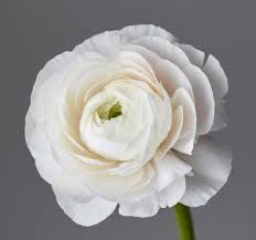 Ранункулус-Ranunculus-White-40cm-IS 83705f6f-44db-11ef-0a80-03790020bffd
