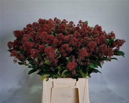 Скиммия-Skimmia-J Rubella Bs-50cm 8378a0b8-bfa5-11ec-0a80-0b4c0007fb52
