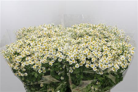 Матрикария-Tanacetum-Pa Single Vegmo-60cm-550gr 0d784ff1-7850-11ed-0a80-073a0025de38
