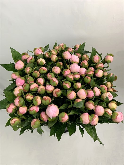 Пион-Peony-Pecher-50cm--CE 837b761b-1c7b-11f0-0a80-0347000062df
