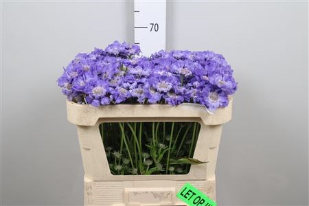 Скабиоза-Scabiosa-C Staefa-65cm 83bdead3-bfa5-11ec-0a80-0b4c0007fb89