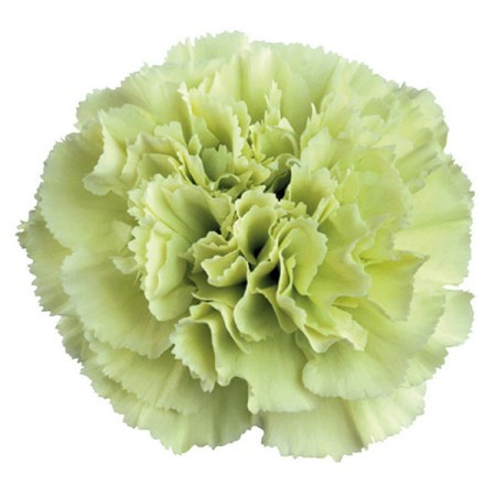 Гвоздика ст-Dianthus st-Prado Mint--70cm 83e10056-1896-11ed-0a80-00c6000a8d37