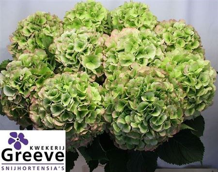 Гортензия-Hydrangea-M Ch Whi Ver Cl--80cm 83f7daa0-9acb-11f0-0a80-0ed8000c9793