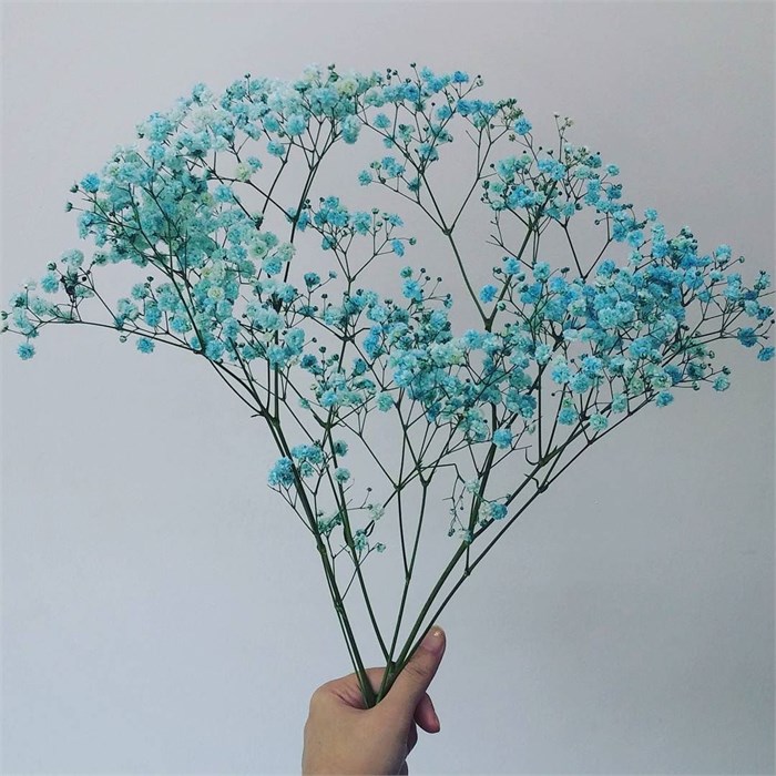 Гипсофила-Gypsophila-Xlence Light Blue-1000gr-EA 84055a22-a226-11ed-0a80-00b50010d08c