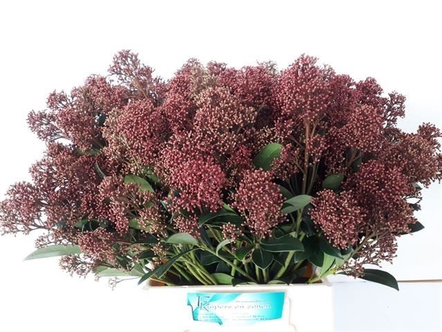 Скиммия-Skimmia-J Rubella Bs-45cm 844f8ae7-bfa5-11ec-0a80-0b4c0007fc20